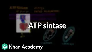 ATP sintase