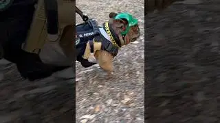 Too Tactical, Too Fabulous