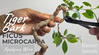 Tiger Bark, Ficus Microcarpa, Applying New Wire to Literati Style, Nov2022