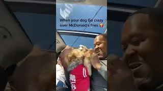 When you have a Yorkshire Terrier#yorkie#dog#funny #for #foryou #fyp #foryoupage #funnyvideo