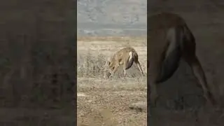 Nature chase
