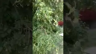 Высокое дерево - Липа