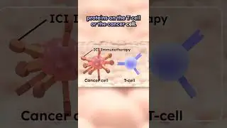 How do immune checkpoint inhibitors work? #cancer #checkpointinhibitors #immunotherapy