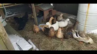 -15&deg;w/wind chill last night 🥶 so how did the duck do 🦆