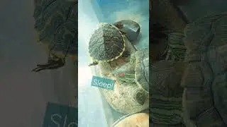 This is what the three turtles do in winter...| Turtle Pet