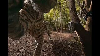 JAGUAR CAMERA TRAP GRID HIGHLIGHTS OF 2025!