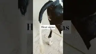 Heat signs | heat signs in cow #trending #youtubeshorts #youtube