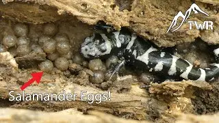 Searching For Rare Salamanders in NC...We Found Something INCREDIBLE!