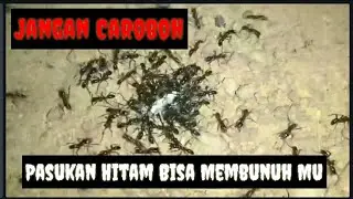 Jangan dekati Semut Hitam ini!!!