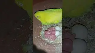 cute bagiz parrot babez 🐣🐣🐥😍 #grow#sale #islamic #share