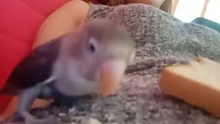 Kikibird😅