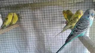 லவ் பேட்ஸ் கூண்டில் என்னென்ன வைக்க வேண்டும்