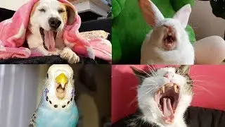 Pets Yawning Compilation