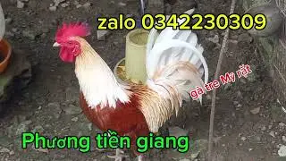 Giao thành công con giống gà tre Mỹ đến anh em ở tỉnh xa |Phương Tiền Giang #gatremy 