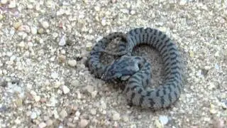 Viperine Snake