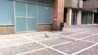 Urban Nature Documentary