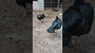 You never seen Aseel fighting on YouTube👑🦅🔥😵 #aseel#aseelmurga#murga#pets#malik#birds#aseelfighting