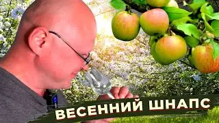 Весенний шнапс.