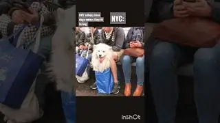 NYC Subway Bans Dogs Unless They Fit in a Bag. Doggo Puppy