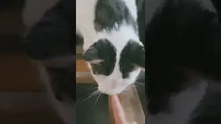 Just sone stuff with MAUI MY OWN CAT