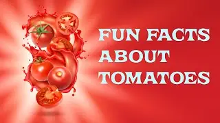 Fun Facts about Tomatoes(#shorts)