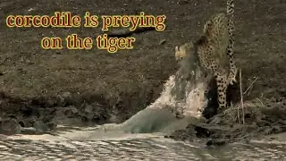 What you dont' know about crocodiles and their hunting