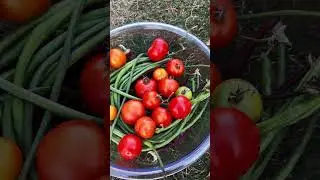 October Harvest &mdash; Part Three #shorts #harvestvegetables #tomatoharvest