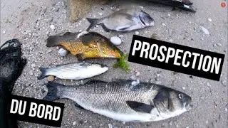 Enorme Bar et prospection en chasse sous marine (Bretagne Morbihan) #fishing #spearfishing