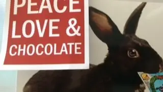 Make Mine Chocolate with Fred the Psychic Bunny