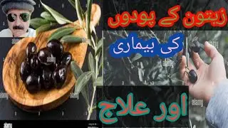 zatoon ke podoon ki hefazat or alaj) how to cear about olive 🫒 plants زیتون کی حفاظت کیسے کریں #par