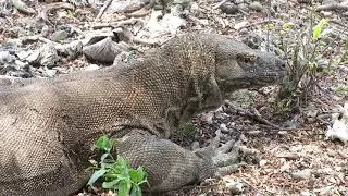 Komodo Island 