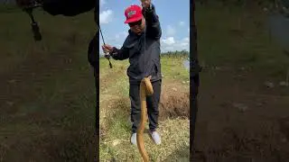 Mancing Dapat Belut Monster #fishing #mancing