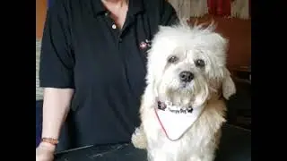 Ali the Dandie Dinmont Therapy Dog