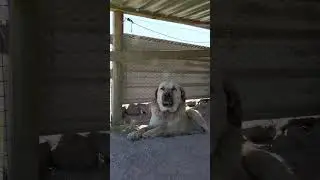 Aslan #kangal #dog #livestock #farm