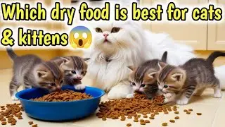 Casper Mano ka dry cat food Restock krliya 😍❤️Aj kal kunsa dry cat food kha rahe ha Mari Cats 🐈