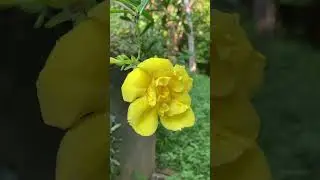 A beautiful yellow flower #tropicalflowers