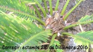 Dia clave para la poda de la Cycas
