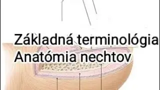 Terminológia. Anatómia nechtov.
