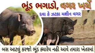 ભૂંડ ભગાડવાના દેશી જુગાડ, એક પણ રૂપિયાના ખર્ચ વગર | બસ આટલું કરજો ભૂંડ ક્યારેય નહી આવે તમારા ખેતરમાં