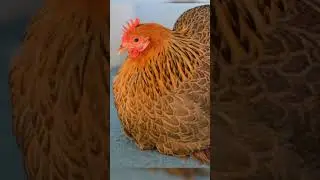Pekin Bantam Chicken 🐔