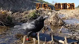 [カラスのリキと水辺さんぽ]気持ちいいはずの場所で…