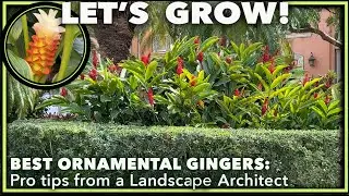 ORNAMENTAL GINGERS FOR SOUTHERN GARDENS:  A Landscape Architect's Guide