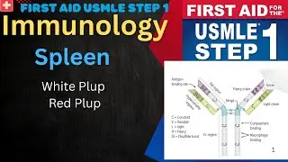 Spleen White & Red Pulp l First Aid l l USMLE Step 1 l Immunology
