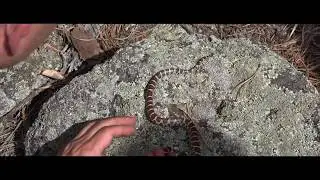 CT Wilderness Culture, Snakes and Salamanders feat. Ecologist,  Dennis Quinn