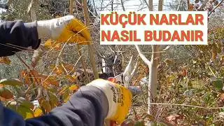 How to Prune a Pomegranate Tree