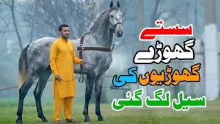 Stud Farm Punjab | White Mare | Black Horse | Horse For Sale | Ghori For Sale | Aminpur Bangla Mandi