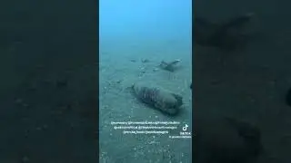 SL sea bed cleaning