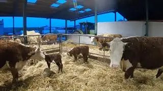 Happy Christmas From Dove Farms