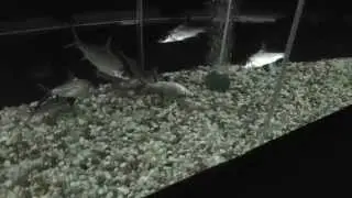 Silver Apollo Sharks eating away at dying Bala Shark