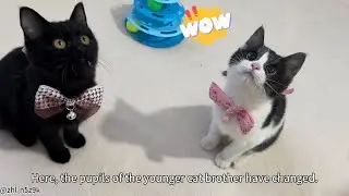 The cat saw what？The pupils dilate and constrict.#cat #cute #funny #pets 